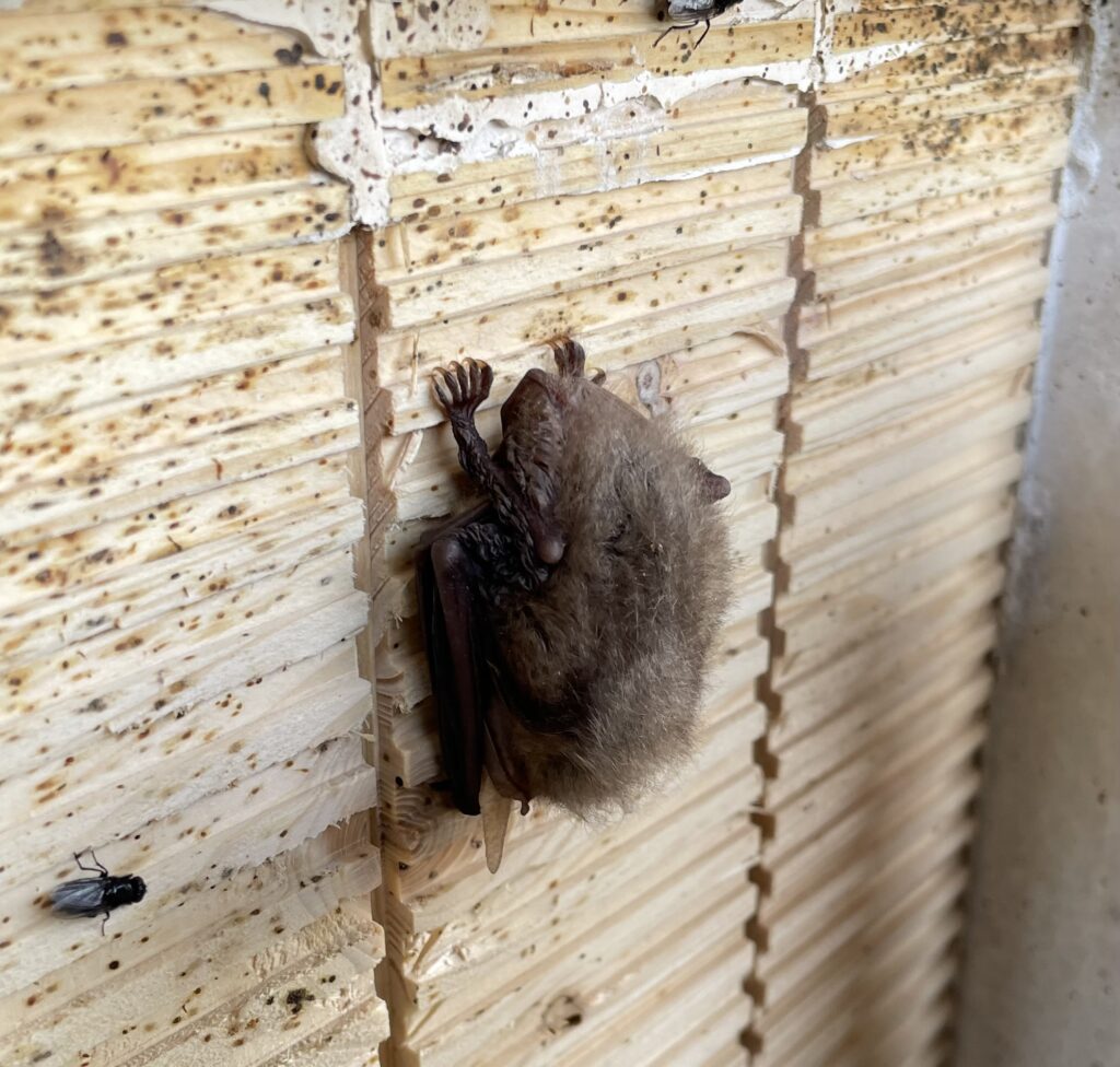 bat friendly roofing membranes