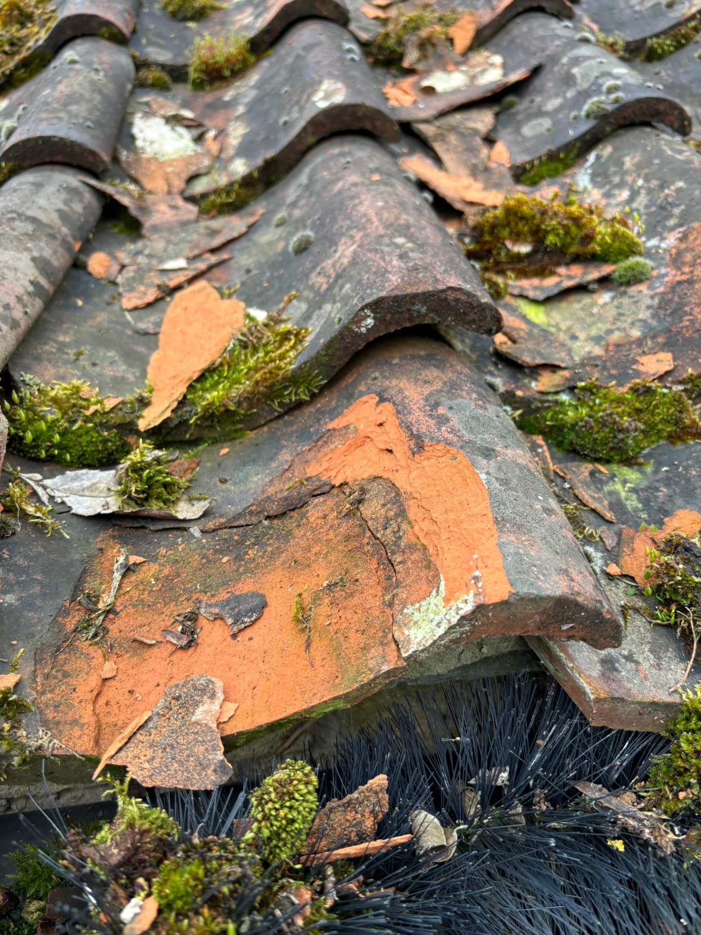 roof leaks due to moss